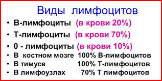 Лимфоциты в крови повышены: основные причины у женщин