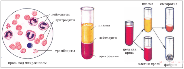 Основные компоненты крови