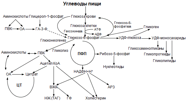 Нарушения углеводного обмена