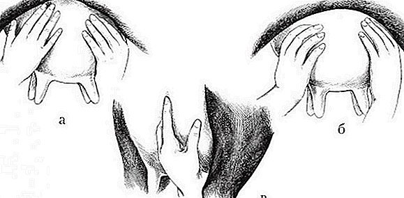 Хвороби корів: причини, симптоми, способи лікування, профілактика тварин