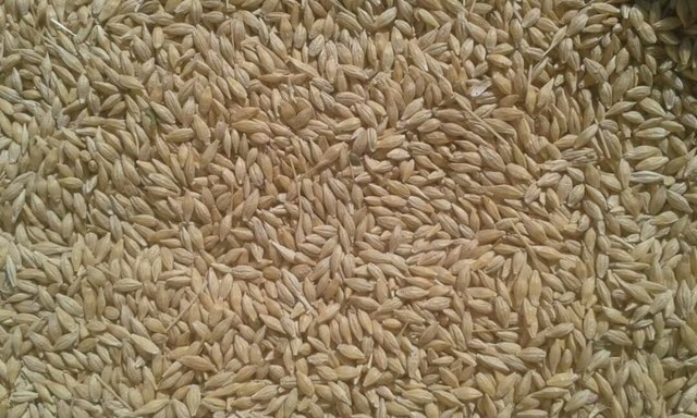 Ячневая каша польза и вред при диабете