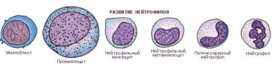 Палочкоядерные нейтрофилы: что это, норма, повышены