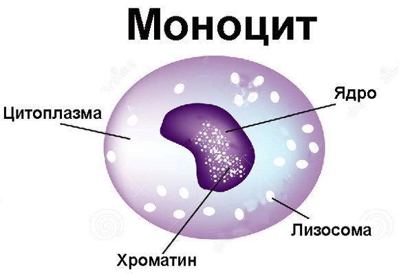 В крови повышены моноциты: причины у взрослого и ребёнка