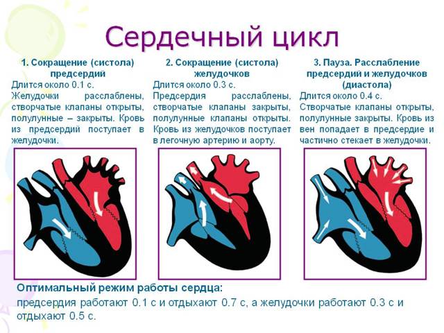 Сердечный цикл, его фазы (таблица): из чего состоит деятельность сердца