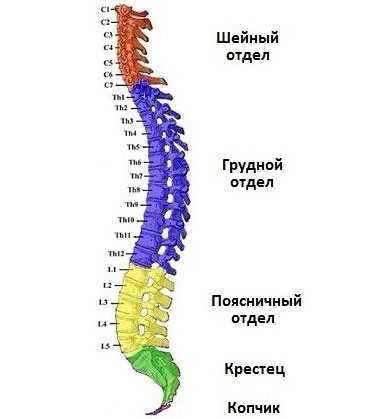 Грыжа грудного отдела позвоночника: симптомы и лечение заболевания