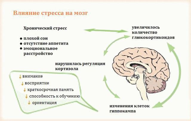Витрум Мемори – инструкция по применению таблеток, цена, отзывы, аналоги