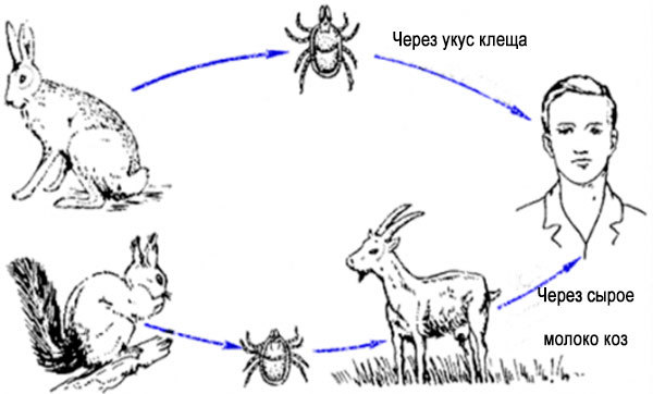 Клещевой энцефалит: диагностика, симптомы и лечение заболевания