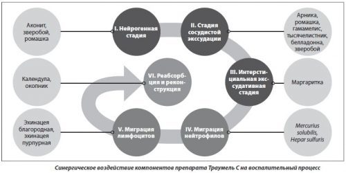 Инструкция Траумель в ампулах: показания к применению
