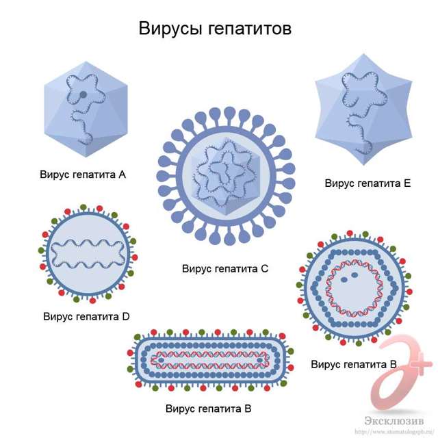 Гепатит С – признаки, симптомы и генотипы, как передается гепатит С? Можно ли заразиться гепатитом С?