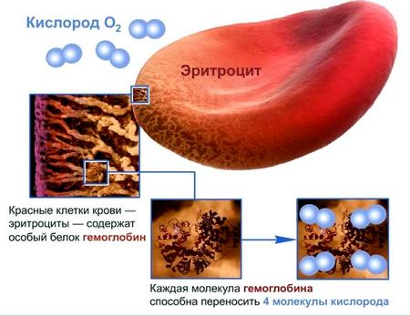 Повышенные эритроциты в крови у взрослого или ребенка - что это значит и почему бывает