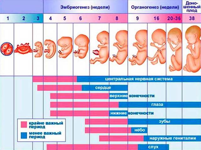 Четвертая неделя беременности: признаки, ощущения, симптомы, что происходит с плодом, УЗИ