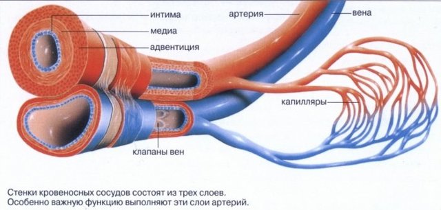 Сердце - это что такое? Что представляет собой сердце человека?