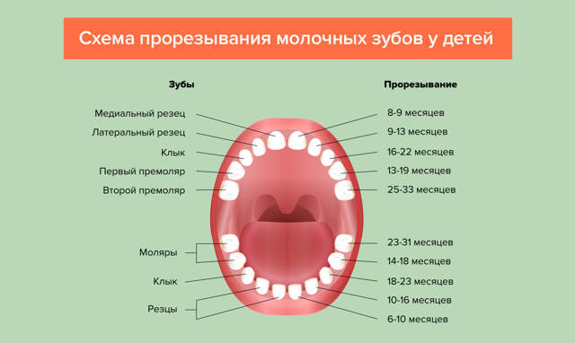 Прорезывание зубов у детей: сроки, порядок, симптомы
