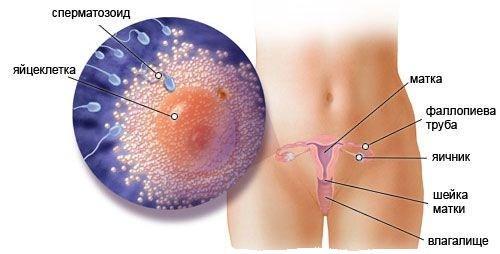 2 неделя беременности. Что происходит когда беременность 2 недели. Симптомы, признаки и ощущения на второй неделе беременности после зачатия с фото и видео