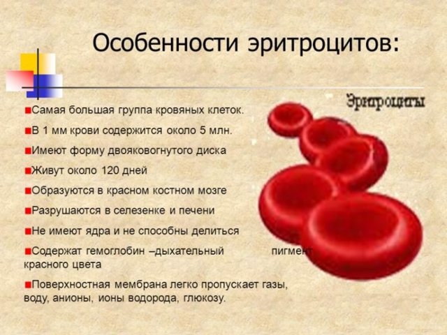 Повышенные эритроциты в крови у взрослого или ребенка - что это значит и почему бывает