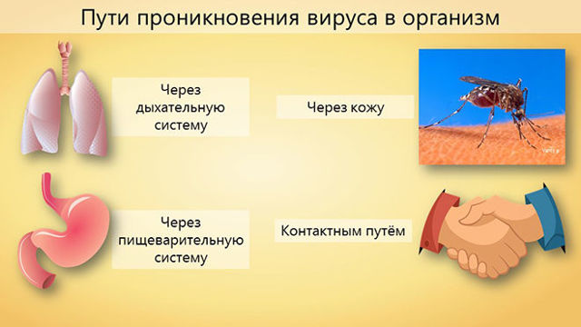 Бронхит - симптомы и лечение у взрослых и детей: причины и первые признаки, как диагностировать и лечить болезнь