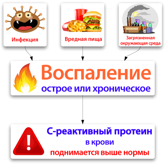 С-реактивный белок повышен – причины у взрослых, у детей, норма. Что показывает С-реактивный белок?