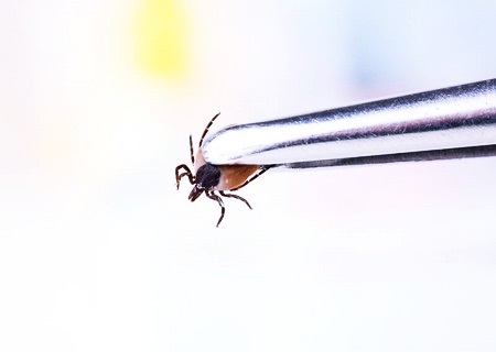 Клещевой энцефалит: диагностика, симптомы и лечение заболевания