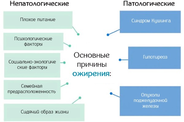 Орсотен Слим для похудения, инструкция по применению и отзывы худеющих про Orsoten Slim