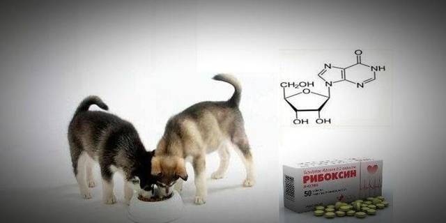 Рибоксин – инструкция по применению, дозы, показания