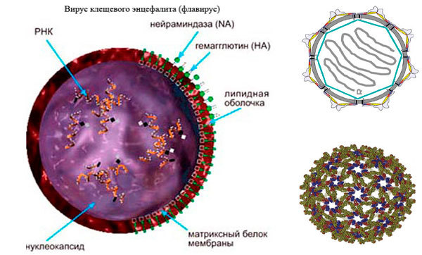 Клещевой энцефалит: диагностика, симптомы и лечение заболевания
