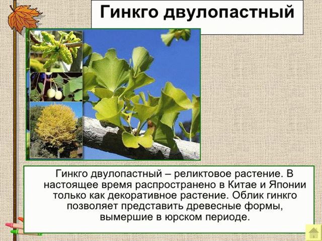 Витрум Мемори – инструкция по применению таблеток, цена, отзывы, аналоги