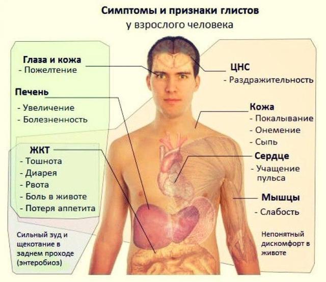 Как выглядят глисты (паразиты) у человека: фото гельминтов, симптомы и лечение