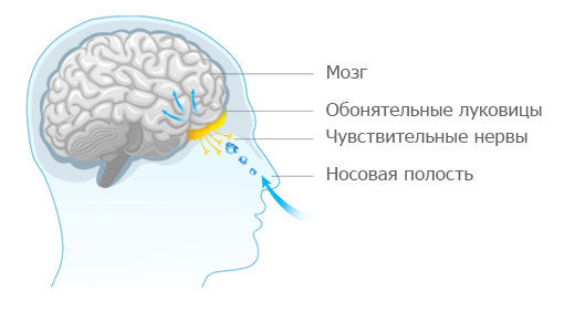 Семакс для детей: инструкция по применению капель в нос и отзывы