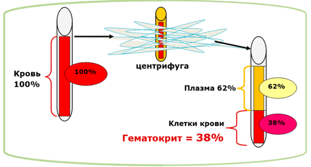 Гематокрит повышен у взрослого, о чем это говорит? 10472 2