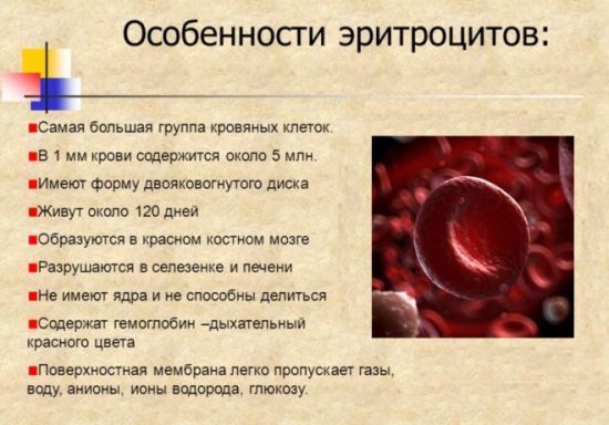 Повышенные эритроциты в крови у взрослого или ребенка - что это значит и почему бывает