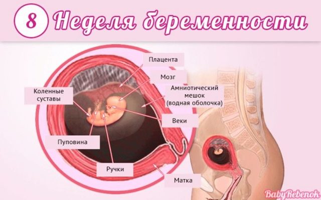 Развитие плода на 8 неделе беременности (17 фото): что происходит с малышом, размеры ребенка и ощущения, как выглядит малыш на 8 акушерской неделе