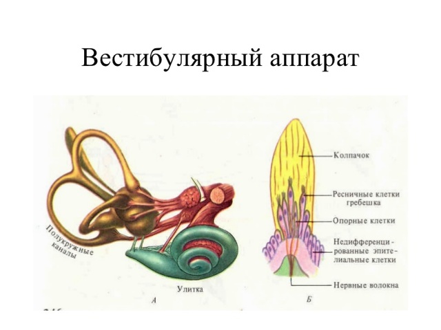 Головокружение, причины у женщин: симптоматика и лечение