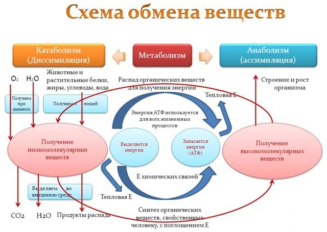 Сахар в крови 6.7 - что делать? Норма, причины и последствия