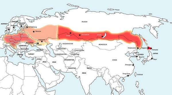 Клещевой энцефалит: диагностика, симптомы и лечение заболевания