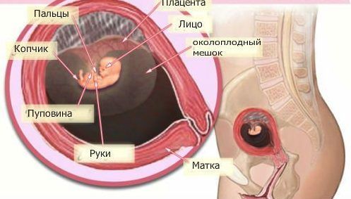 Седьмая неделя беременности