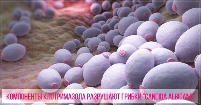 Мазь Клотримазол: инструкция по применению для мужчин при молочнице