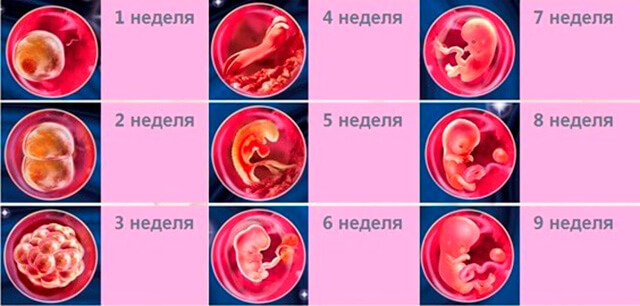 Признаки 3 недели беременности: что происходит с плодом