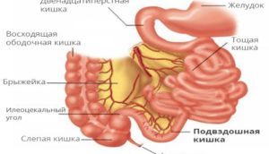 Язва двенадцатиперстной кишки: симптомы и лечение