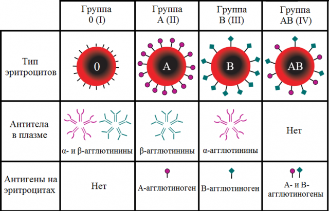 Самая распространенная группа крови