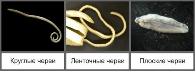 Как выглядят глисты (паразиты) у человека: фото гельминтов, симптомы и лечение