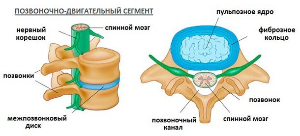 Грыжа грудного отдела позвоночника: симптомы и лечение заболевания