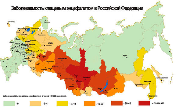 Клещевой энцефалит: диагностика, симптомы и лечение заболевания