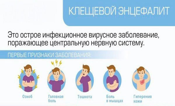 Клещевой энцефалит: диагностика, симптомы и лечение заболевания
