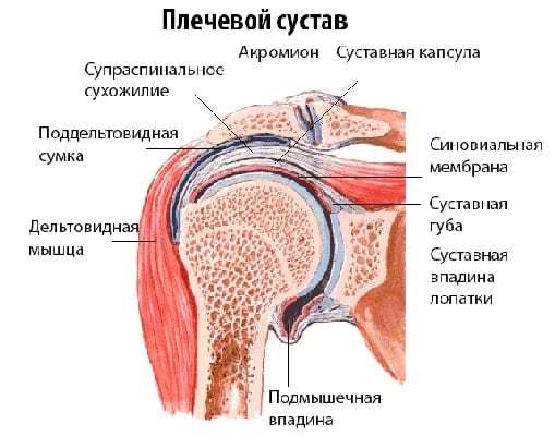 Артрит плечевого сустава (плечевой артрит) – причины, симптомы и методы лечения плечевого артрита