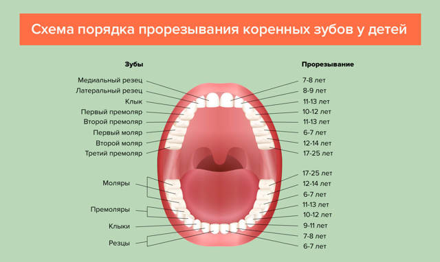 Прорезывание зубов у детей: сроки, порядок, симптомы
