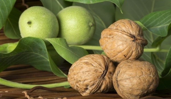 Гепатоз печени - симптомы и лечение народными средствами, диета