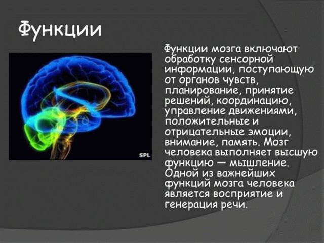 Витрум Мемори – инструкция по применению таблеток, цена, отзывы, аналоги