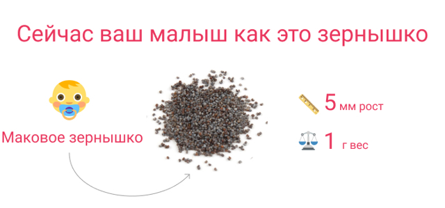 Пятая неделя беременности