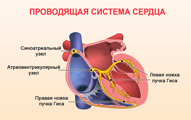 Синусовая тахиаритмия у детей на экг: что это такое?