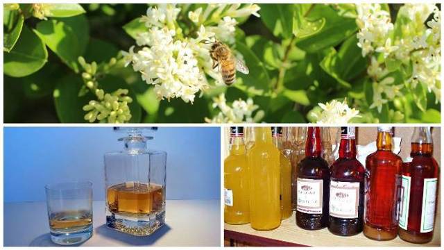 Настойка прополиса - инструкция по применению, лечебные свойства